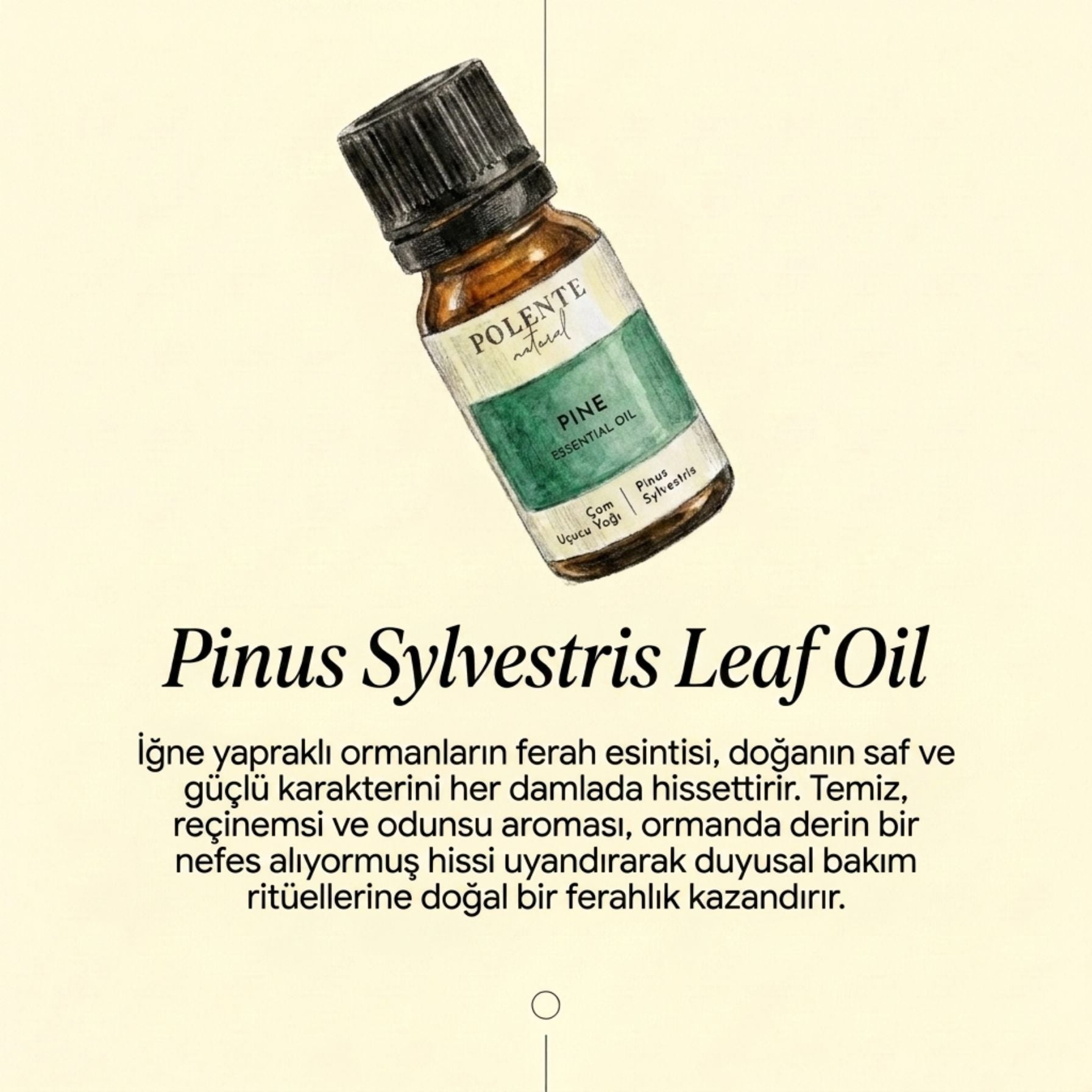 Pine Essential Oil (10 ml)