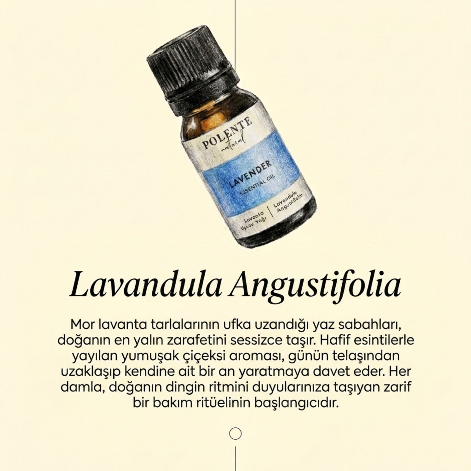 Lavanta Uçucu Yağı (10 ml)
